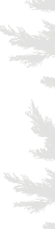 branches texture